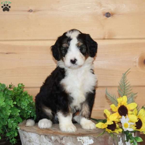 Plum – F1, Bernedoodle Puppy